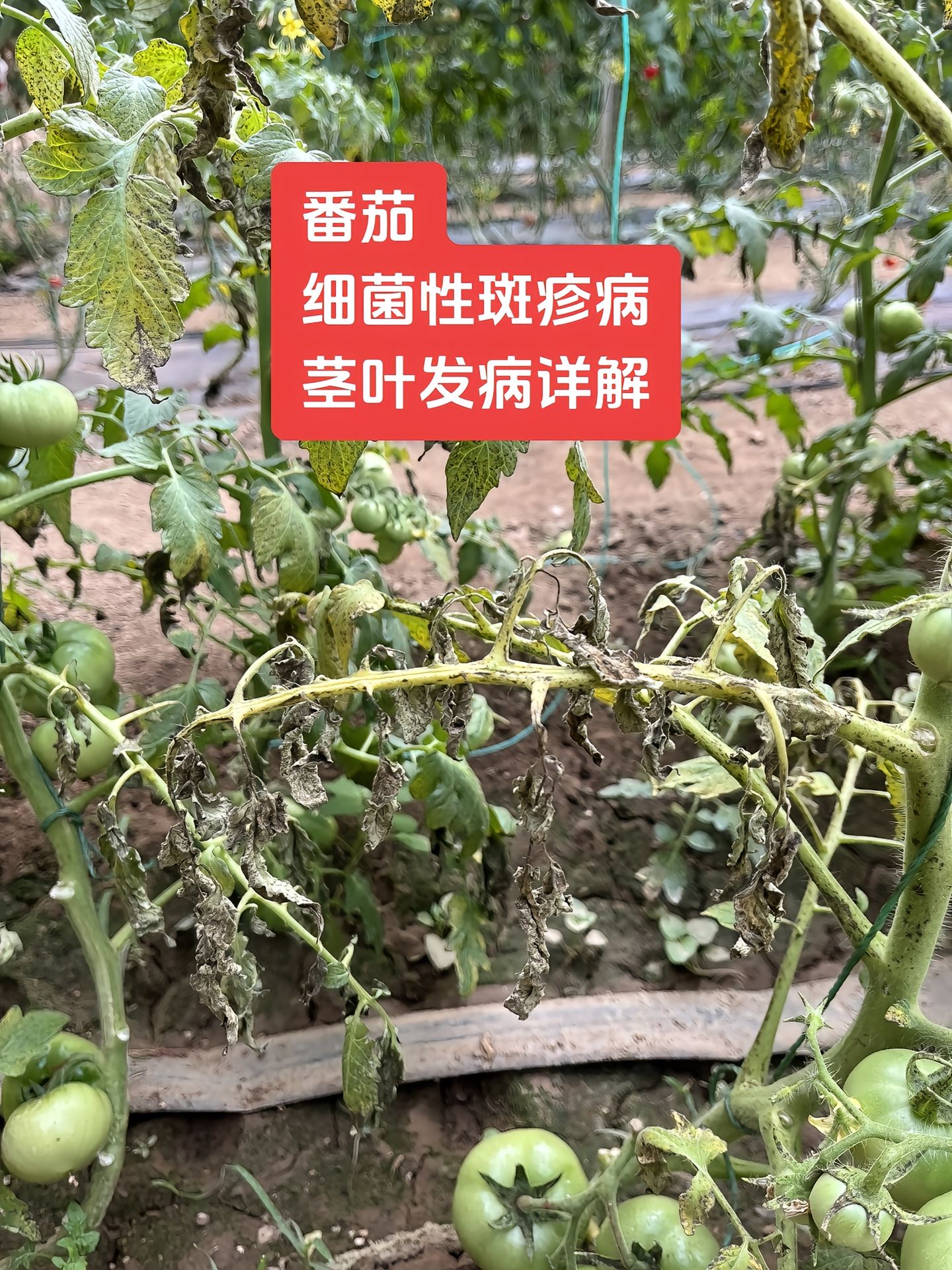 https://static.ixuenong.com/pxn/uploads/prod/thirdfile/2025/04/e7d648deead3bf171d4f0cae0a92334b.jpg