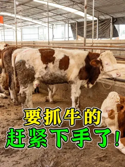 ţȦ�����ˣ���������ȹ��������Ƽ�����ץ����ţ����ţ�ۺܻ��� #��ţ�� #����ţ #��ţ֪ʶ #��ţ��ţ #ũ����ţ