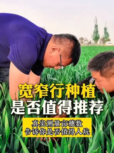 ����С��Ķ���������ռ��ٽ��խ��ݪֲ������ô�����������˿������Ǻ����Ұ�Ŀ�խ�е�ݪֲ����Ч����#ũҵݪֲ #С��ݪֲ #��խ��ݪֲ���� #���С����� #����