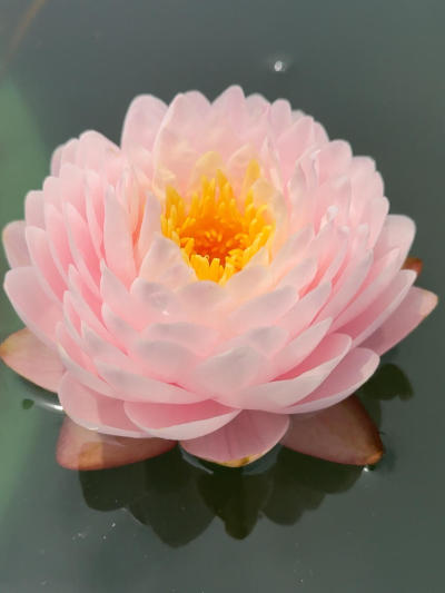 ��������#˯��[����]# #����˯��[����]# #԰��[����]# #Ī��˯��[����]# #�������ĵ��ʻ�[����]# #������ֲ[����]# #�л�[����]# #�л�����[����]# #԰������[����]#