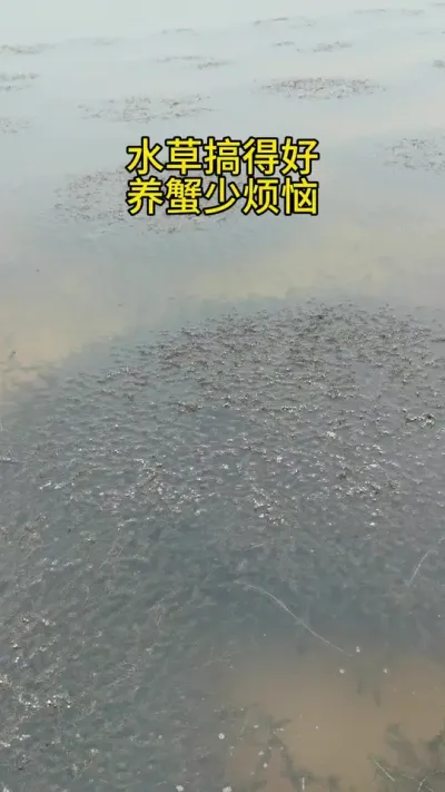 水草搞得好 水草搞得好养蟹少烦恼#大闸蟹养蟹