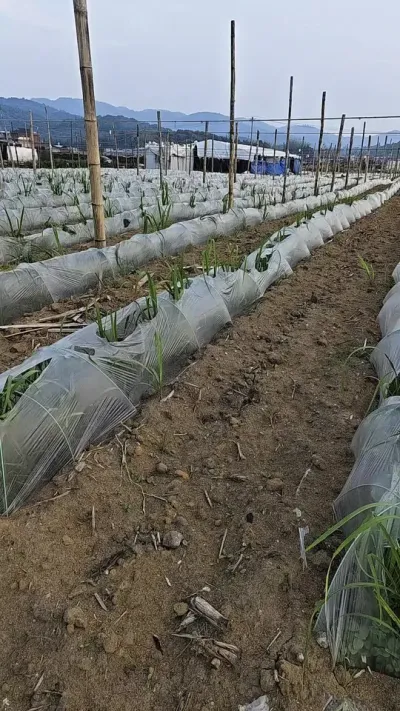 黄金货#甘蔗 #甘蔗种植 #黄金甘蔗 农业