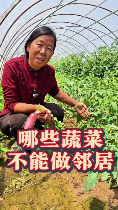 哪些蔬菜不能做邻居 哪些蔬菜不能做邻居？杨姐告诉你只要地壮没有不能做邻居的#蔬菜种植 #哪些蔬菜不能种在一起 #生菜杨姐