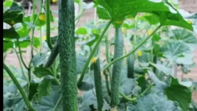黄瓜的超高产种植技术#分享农业技术助力农民增产增叹#分享农业植保技术知识传播正能量 #郭佩午 #来抖音学农技 #分享农业知识 #一汽大众idaura全球首发