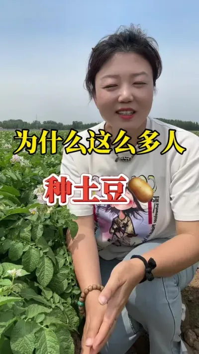 为什么种土豆的会越来越多呢#莳植小技巧 #土豆莳植手艺与管理 #种土豆