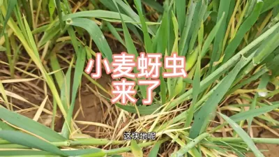 С������������ץ����ҩ�ɣ�ҩ������ѡ����#��ũ #ũҵ #