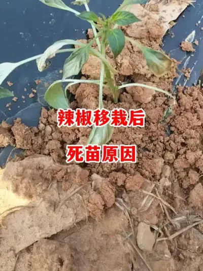 辣椒移栽后泛起死苗你找到缘故原由了吗#辣椒莳植 #辣椒 #小米辣 #线椒 #来抖音学农技