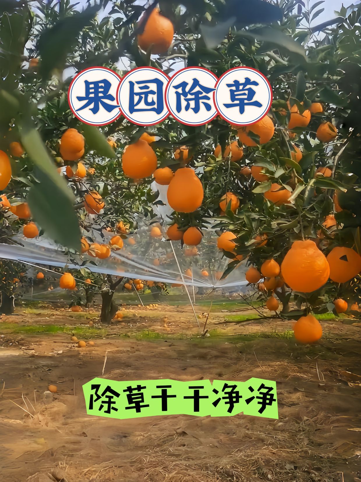 https://static.ixuenong.com/pxn/uploads/prod/thirdfile/2025/05/081a08bb0fb101e41ca8e4b8a2765d1f.jpg