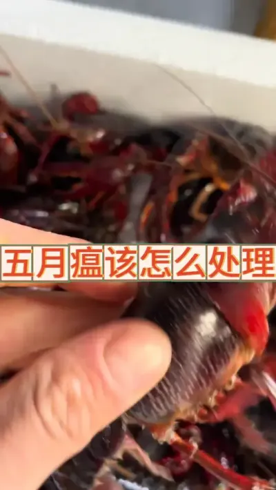 五月瘟该怎么处理 #小龙虾 #养虾人 #三农 #渔德盛 #2025新农人计划