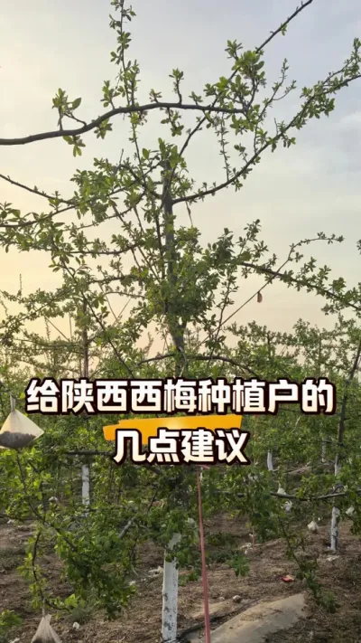 ��������÷ݪֲ���ļ������ԣ�#��÷ݪֲ#ũ������#ũ���������շ���ͬ�� #��԰����