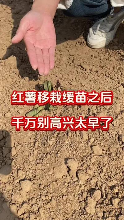 红薯移栽缓苗后千万别高兴太早#红薯种植#红薯管理#红薯施肥#红薯高产