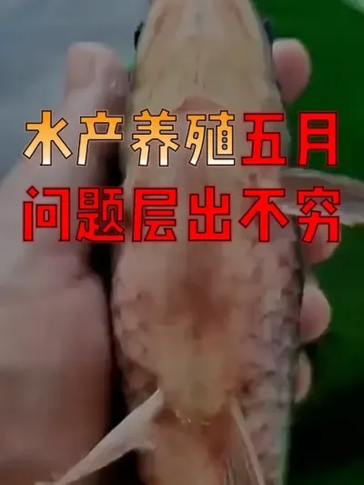 五月高发的鱼病问题，如何有效防控？看完这三点你就明白了！！#养鱼人  #养鱼  #水产养殖技术  #水产
