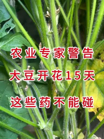 保花保荚关键期！大豆开花这15天，远离除草剂 #支持三农扶持三农发展 #农业种植 #农业植保知识分享 #大豆种植 #抖音助农