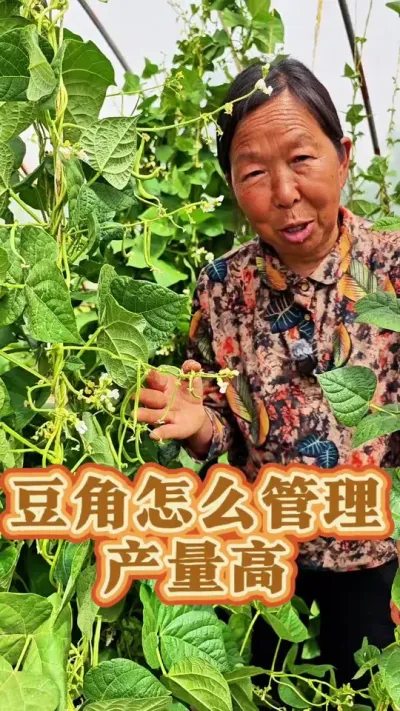 豆角怎么管理产量高 豆角怎么管理产量高#豆角种植 #豆角管理 #蔬菜种植 #生菜杨姐 #跟着杨姐学种菜 @DOU+小助手