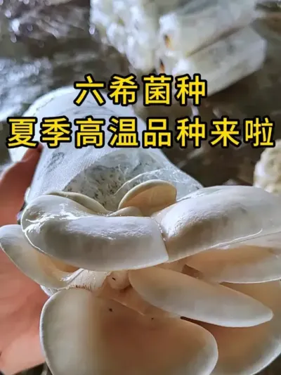 六希菌种高温品种来啦，6包一箱疯抢装，点击小黄车抢购。#平菇种植 #平菇菌种 #食用菌栽培种 #栽培种