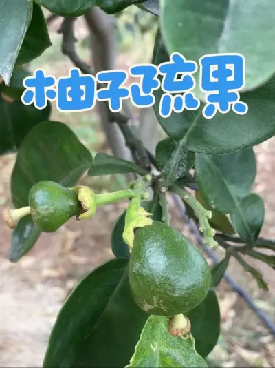 柚子疏果需要稳准狠#柑橘种植 #柚子 #新农人计划 #疏果 #抖音助农