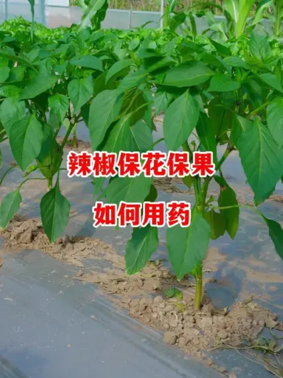 ䷽ҩô#ݪֲ # #С #߽ #ѧũ