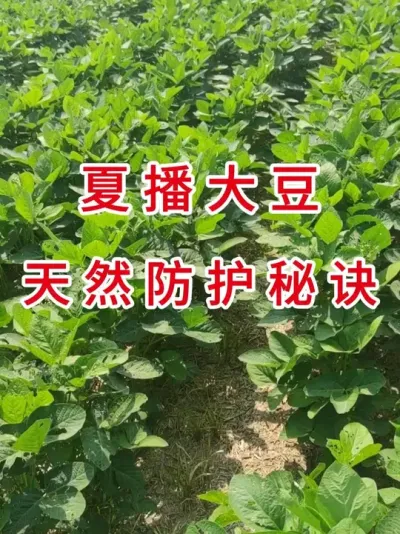 虫害绕道走！夏播大豆的天然防护秘诀 #支持三农扶持三农发展 #农业种植 #抖音助农 #大豆种植 #农业植保知识分享