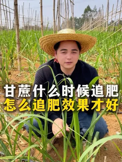 甘蔗什么时候追肥，怎么追肥效果才好#三农 #甘蔗甘蔗种植#种植小技巧 #增产增收才是硬道理 #分享农业知识帮农民增产增收