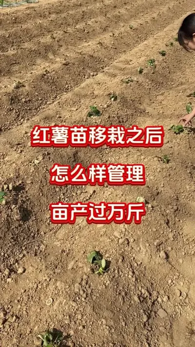 红薯苗移栽之后怎么样管理，亩产过万斤#红薯种植#红薯管理#红薯施肥#红薯高产#红薯大丰收