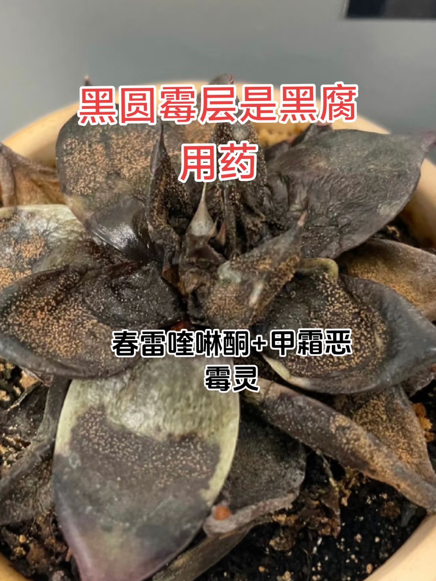 https://static.ixuenong.com/pxn/uploads/prod/thirdfile/2025/05/15f930aff98e8f55661d8843250ce9e4.jpg