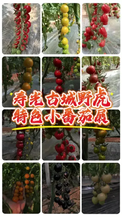 �ٹ�˲��ῪĻ�����Ӵ���λ��٭ǰ���ų�Ұ��Ʒ������������ɫС���ѣ�#�ٹ�˲��� #����ݪֲ #ũҵݪֲ #������ũ #��������