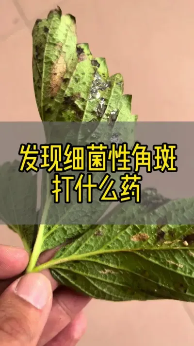 细菌性角斑打什么药#草莓#草莓育苗#细菌性角斑病