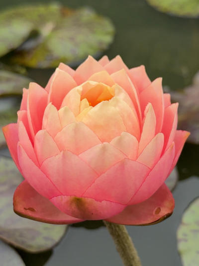 'Golden Goblet' ��߽ű�#˯��[����]# #����˯��[����]# #����[����]# #԰��[����]# #�������ĵ��ʻ�[����]# #԰������[����]# #�ҵ�����һ��ƽ��[����]# #������