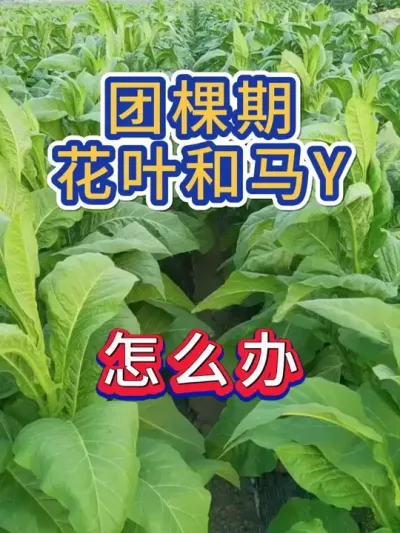 烤烟团棵期，花叶和马Y比较多，怎么办 #烤烟种植技术与管理 #烤烟种植 #烤烟 #烟草种植 #农业种植