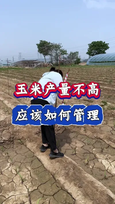 ײӦ# #ݪֲ #׸߲ #