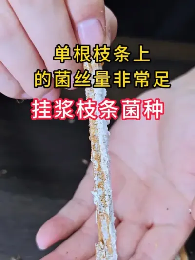 平菇挂浆枝条菌种，单根枝条上的菌丝量非常足，发菌速度快，全国发货。#平菇种植 #平菇菌种 #食用菌栽培种 #栽培种