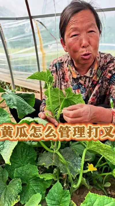 黄瓜怎么管理打叉 黄瓜怎么管理打叉#黄瓜种植 #黄瓜管理 #蔬菜种植 #种植小技巧 #生菜杨姐 @DOU+小助手