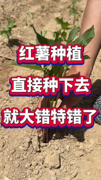 红薯种植直接种下去就错了#红薯种植 #红薯大丰收 #红薯管理 #红薯高产 #红薯种植技术