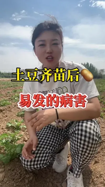 土豆出苗后病害的预防#农业技术分享 #种土豆 #土豆高产种植 #马铃薯种植