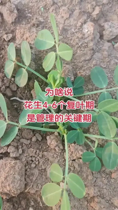#花生#种植#抖音助农#新农人#朝晖农资