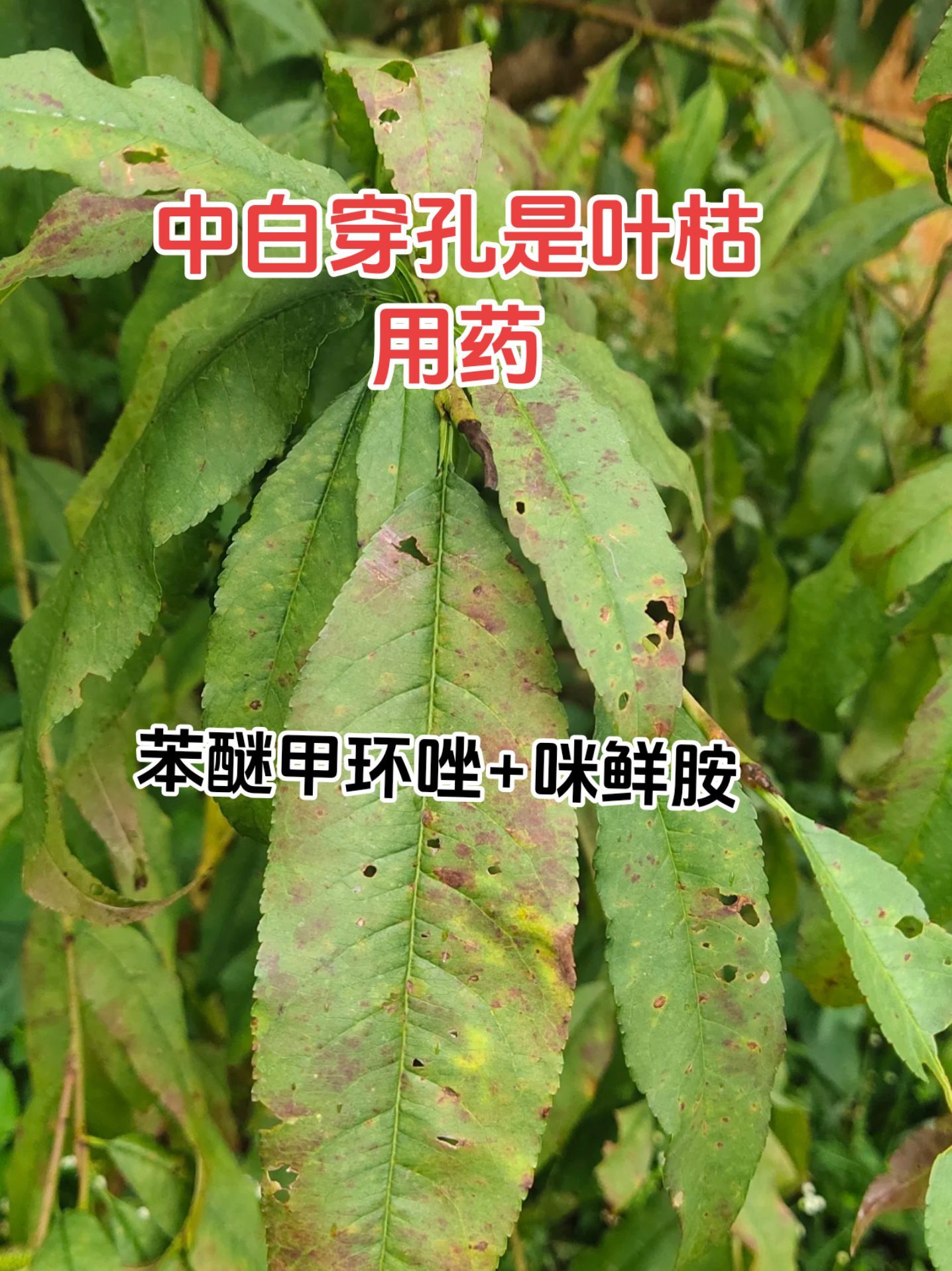 https://static.ixuenong.com/pxn/uploads/prod/thirdfile/2025/05/1fd7c416142819f6aa87d3d84abe0acf.jpg