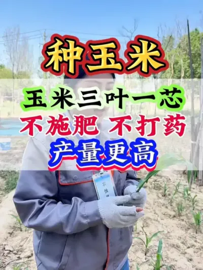 玉米三叶一芯，不施肥不打药，产量更高 #玉米  #玉米管理  #玉米高产   #玉米地 #玉米种植