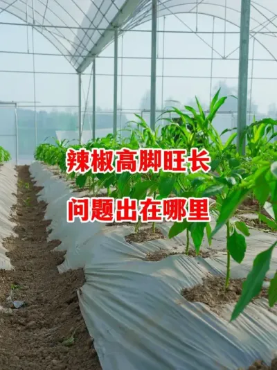 辣椒容易出现旺长问题出在哪里#辣椒种植 #辣椒 #小米辣 #线椒 #来抖音学农技