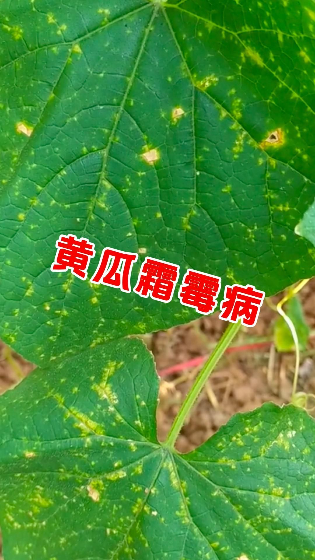 https://static.ixuenong.com/pxn/uploads/prod/thirdfile/2025/05/22790e2438150bbbcac3ca3168078735.jpg