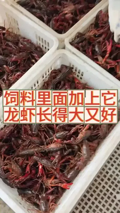饲料里面加上他，龙虾长得又大又好#三农 #农业 #小龙虾 #渔德盛 #富硒铁
