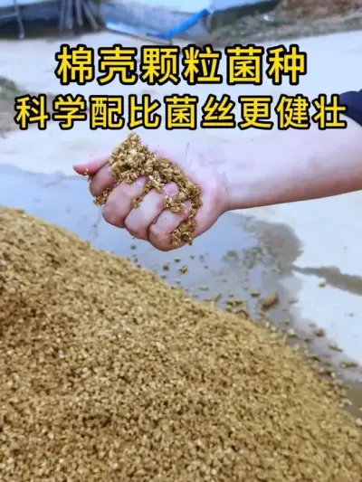 河南基地老板夸赞我们菌种很让他省心，没有出现过质量问题，会长期跟我们合作。#平菇种植 #平菇菌种 #食用菌栽培种 #栽培种