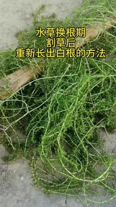 换根期割草后保草 #水产养殖 #河蟹养殖