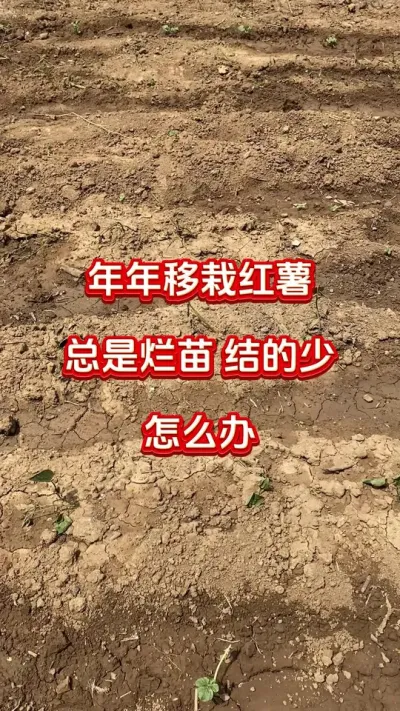年年移栽红薯，总是死棵烂苗结的少，到底怎么解决#红薯种植#红薯管理#红薯追肥#红薯高产#红薯大丰收