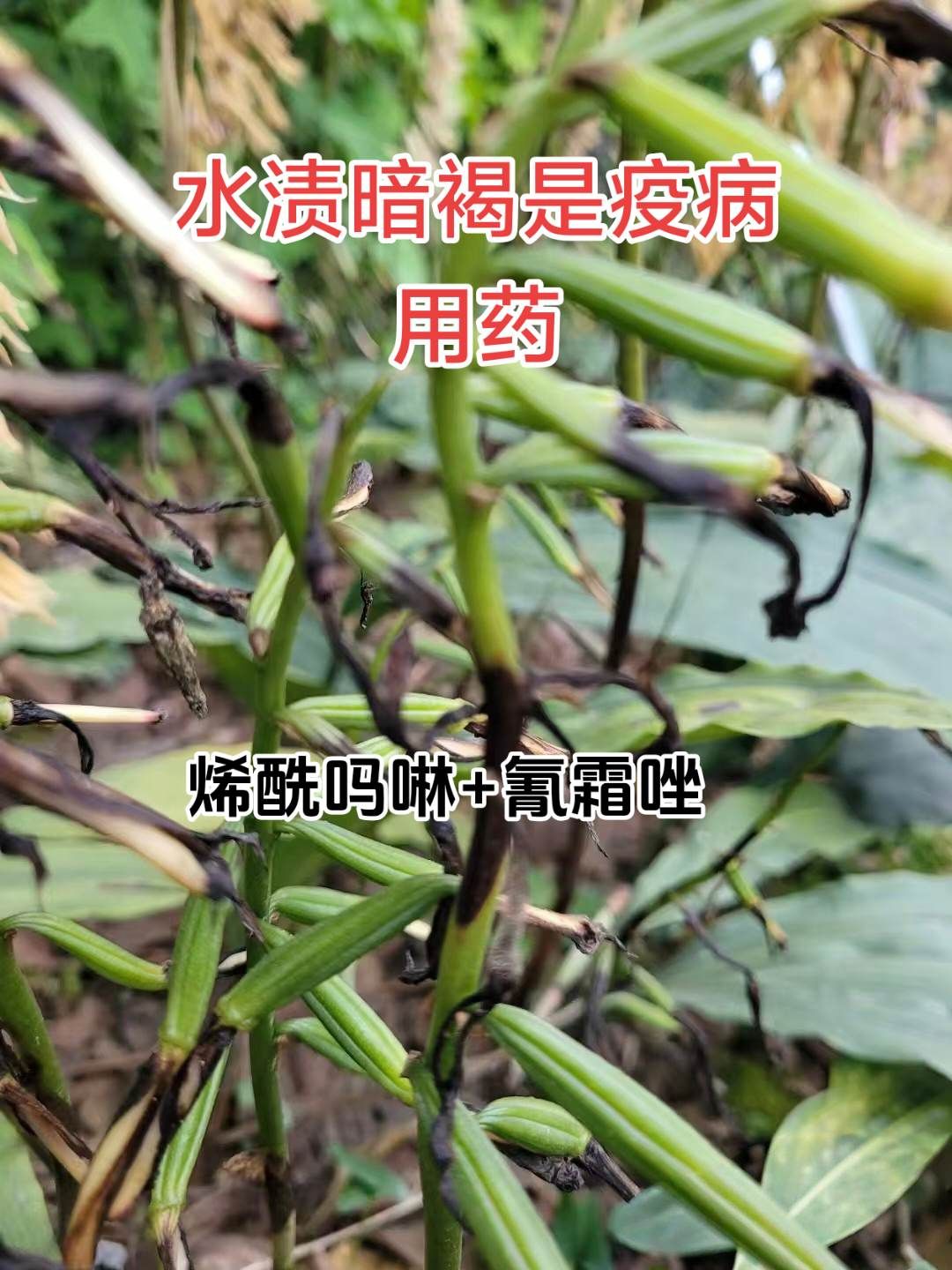 https://static.ixuenong.com/pxn/uploads/prod/thirdfile/2025/05/2469e08562dbce2968e0080468b2e264.jpg