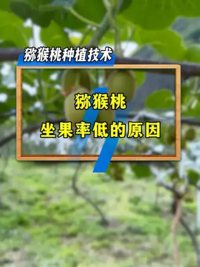你的猕猴桃为什么坐不上果，原因找到了吗？#新农人计划2025 #支持三农扶持三农发展 #种植小技巧 #助农 #猕猴桃种植