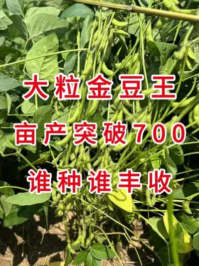 火爆黄淮海，大颗粒高蛋白大豆品种 #服务三农支持三农 #优质农产品 #抖音助农 #大豆种植 #产量特别高