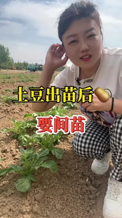 土豆出苗后，怎么间苗#土豆种植技术与管理 #种植小技巧 #种土豆 #土豆种植技术与管理