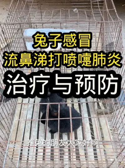 兔子流鼻涕，打喷嚏，鼻炎肺炎治疗方法 #科学养兔 #养兔三分靠管理七分靠技术 #养兔子注意事项 #兔子鼻炎肺炎#兔子流鼻涕