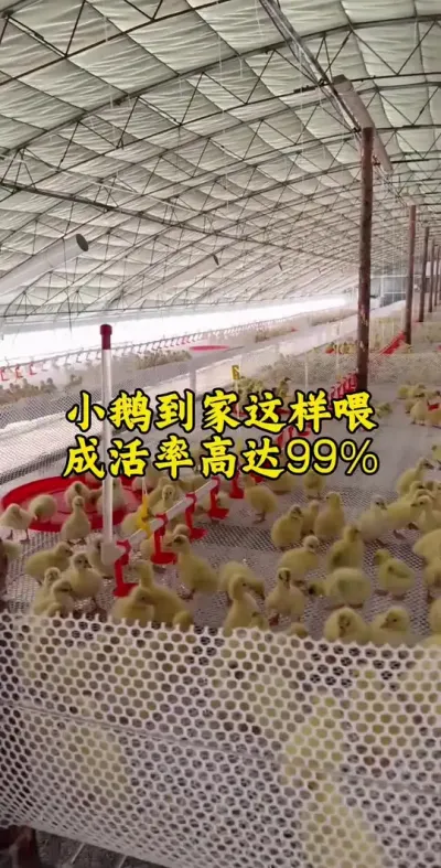 #养鹅 #养鹅人 #养鹅技术分享 #科学养鹅 #养鹅技术