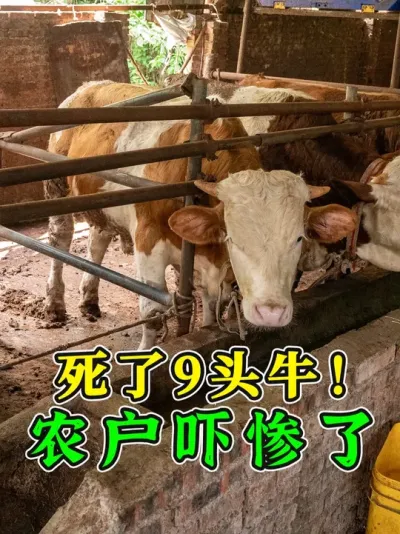 9ͷţˮũΪ첡ŵⲻ #ţ #ũţ #ţ #ţ֪ʶ #ũ2025